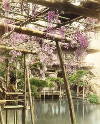 Fleurs de glycine, jardins du temple Kameido, Tokyo, début des années 1890 (photo colorisée à la main)
